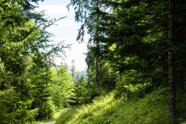 istock forest in summertime at daylight in flims 829428944