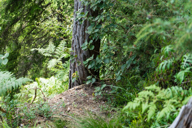 forest in summertime at daylight in flims switzerland