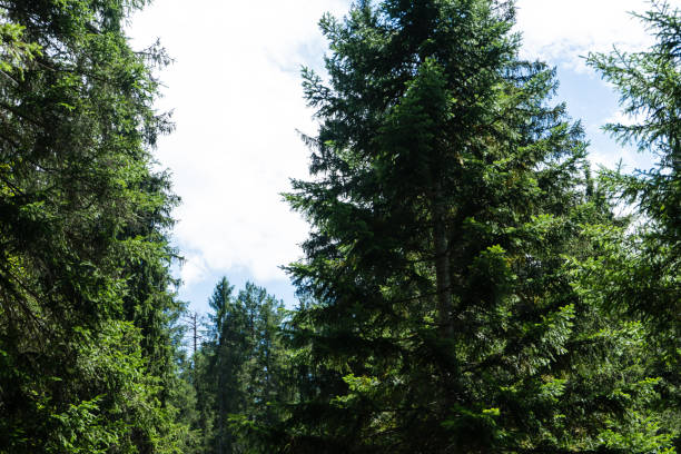 forest in summertime at daylight in flims switzerland