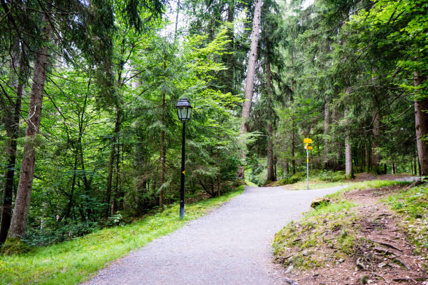 пешеходная тропа через лес - landscape laax graubunden canton switzerland стоковые фото и изображения