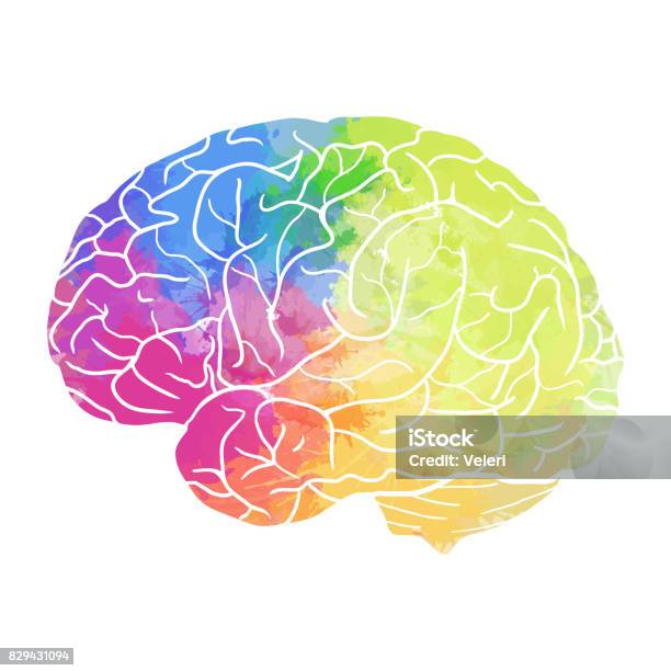 Human Brain With Rainbow Watercolor Spray On A White Background Stock Illustration - Download Image Now