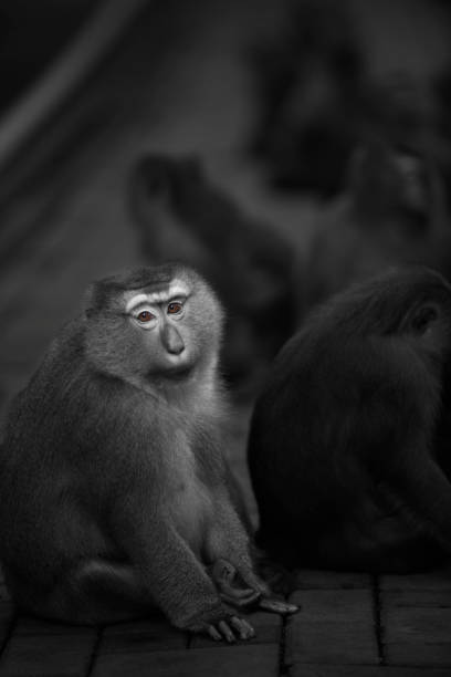istock Wild Thai Monkey Black and White Photography Series 829436604