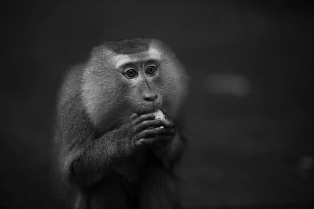 istock Wild Thai Monkey Black and White Photography Series 829437032