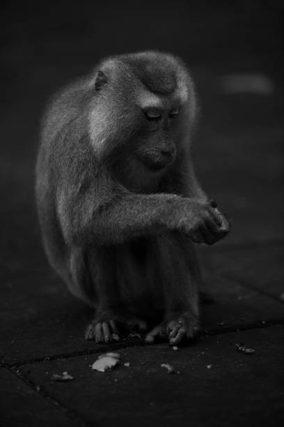istock Wild Thai Monkey Black and White Photography Series 829437182
