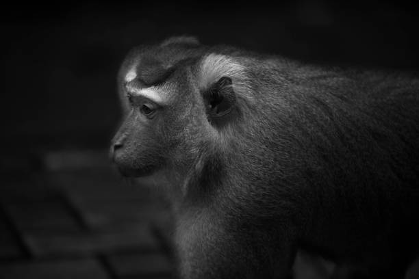 istock Wild Thai Monkey Black and White Photography Series 829437300