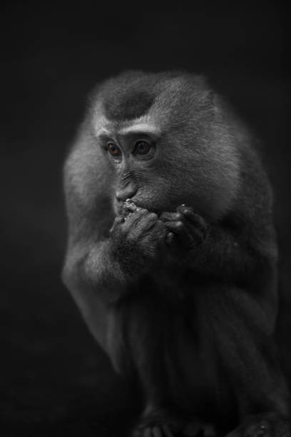 istock Wild Thai Monkey Black and White Photography Series 829437416