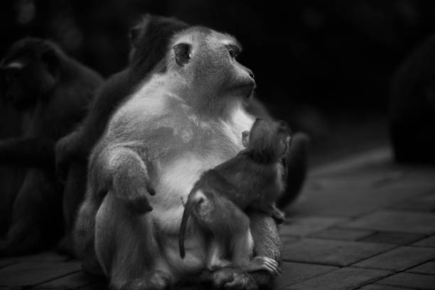istock Wild Thai Monkey Black and White Photography Series 829437476