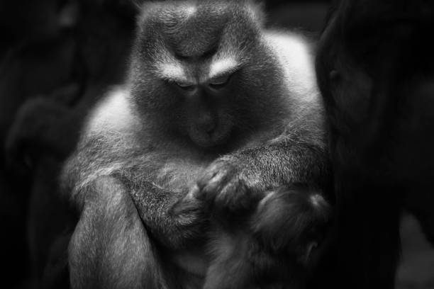 istock Wild Thai Monkey Black and White Photography Series 829437780