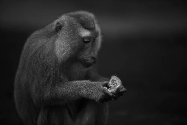 istock Wild Thai Monkey Black and White Photography Series 829438450