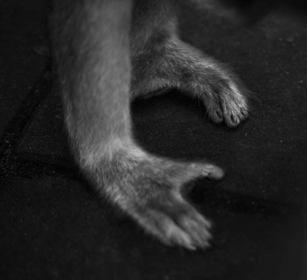 istock Wild Thai Monkey Black and White Photography Series 829438458