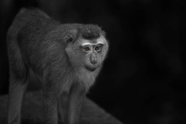 istock Wild Thai Monkey Black and White Photography Series 829438696