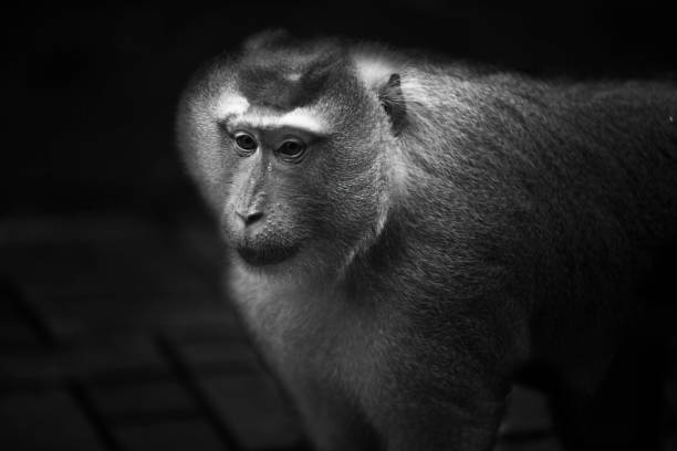 istock Wild Thai Monkey Black and White Photography Series 829438732