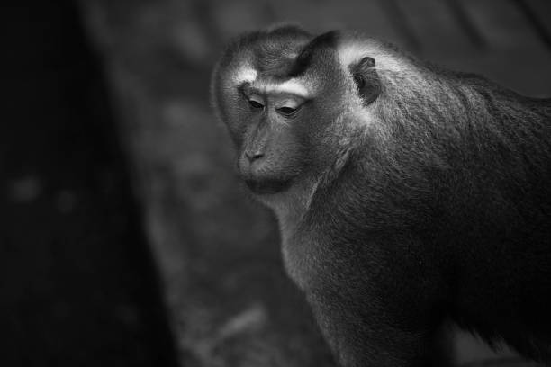istock Wild Thai Monkey Black and White Photography Series 829439184
