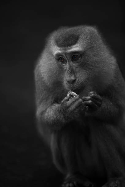 istock Wild Thai Monkey Black and White Photography Series 829439250