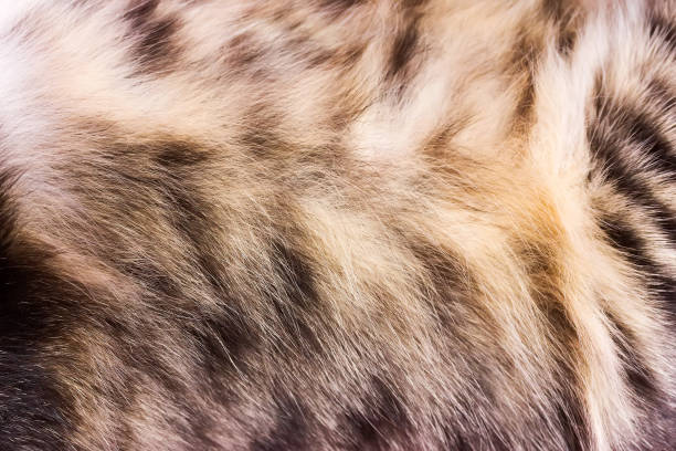 istock Background texture striped cat fur, wool close up 829445002