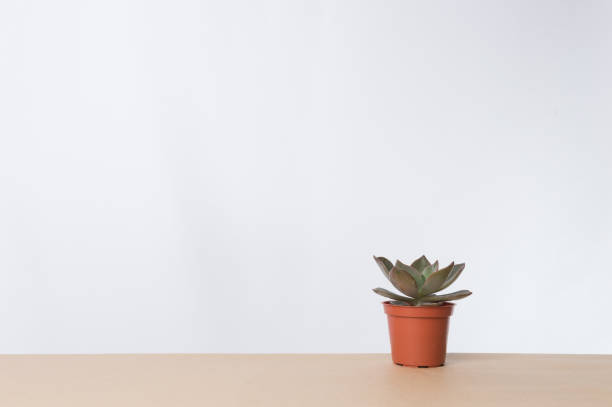 istock Indoor plant on wooden table and white wall 829445438