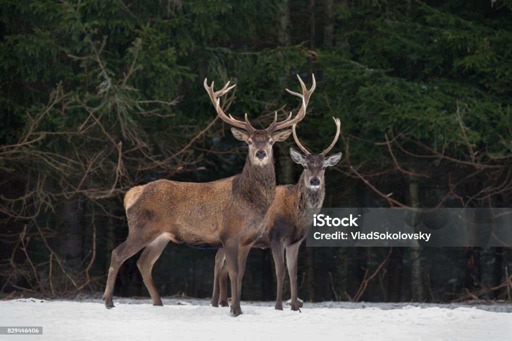 Vater und Sohn: zwei Generationen von edlen Hirsch Hirsch. Zwei Rothirsch (Cervus Elaphus) stehen weiter den Winterwald. Winter-Wildlife Geschichte mit Hirsch und Fichten-Wald. Zwei Hirsch Nahaufnahme. Republik Belarus. - Lizenzfrei Hirsch Stock-Foto