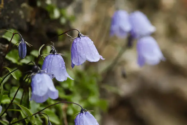 Flower of a Bearded Bellflower (Campanula barbata) austria