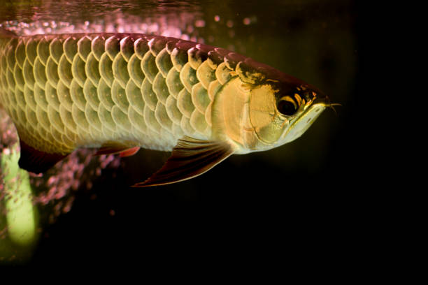 Golden arowana fish or dragon fish in fish tank isolated Golden arowana fish or dragon fish in fish tank isolated in black background gold arowana stock pictures, royalty-free photos & images