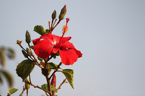 Red hibiscus flower close-up on tree
