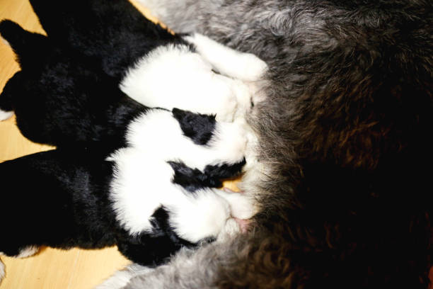 istock The mother feeds her puppies 829472850