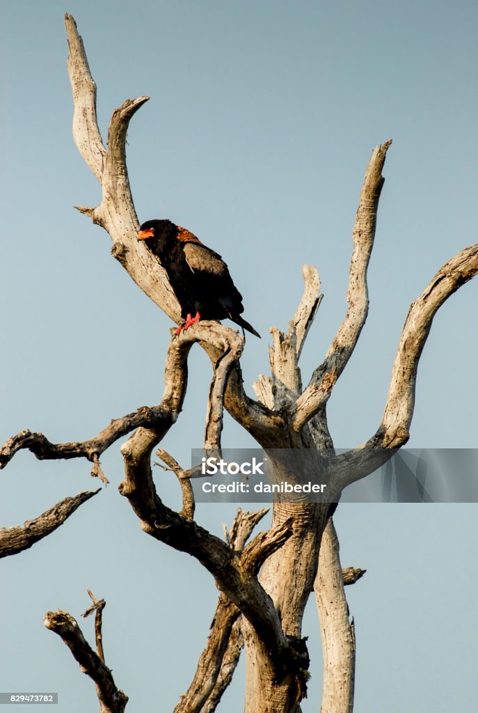 Animals and landscapes, Phinda Private Game Reserve, South Africa Bateleur sitting atop dead tree branch, South Africa Africa Stock Photo