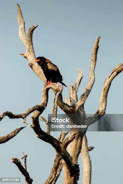 Animals And Landscapes Phinda Private Game Reserve South Africa Stock Photo - Download Image Now