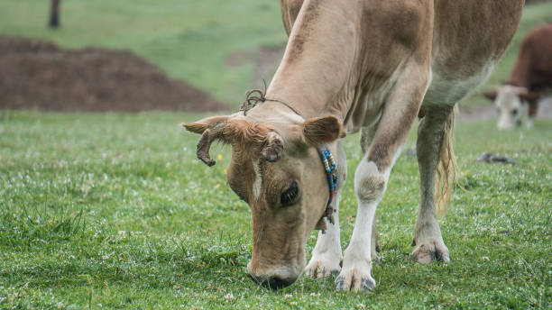 istock Cow eating grass on the field 829474424