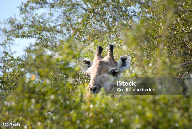 Animals And Landscapes Phinda Private Game Reserve South Africa Stock Photo - Download Image Now