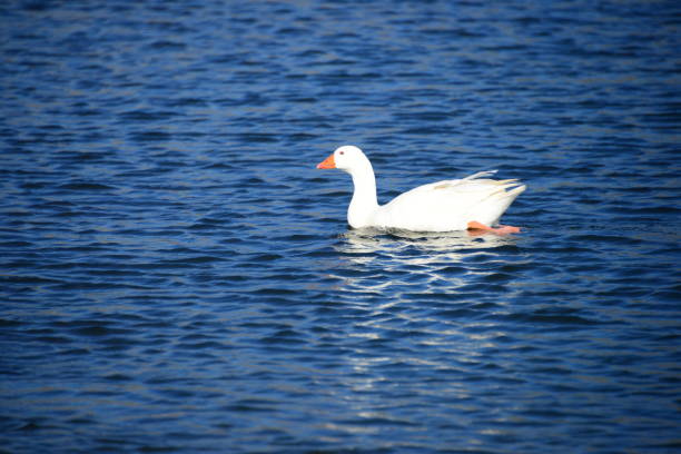 istock Goose - Geese on the Mediterranean in Spain 829475306