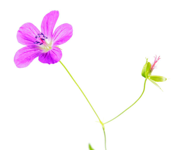 istock Pink flower of Marsh Cranesbill (Geranium palustre) isolated on white background 829480784