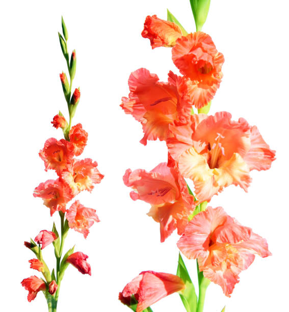 istock Orange gladiolus isolated on white background 829481110