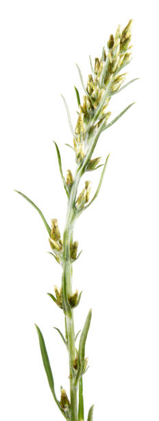 istock Wood cudweed (Gnaphalium sylvaticum) isolated on white background. Medicinal plant 829481270