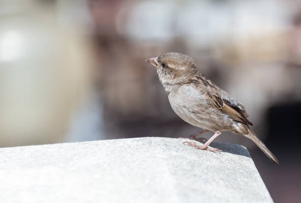 istock Young little sparrow sitting on a concrete deck 829505028