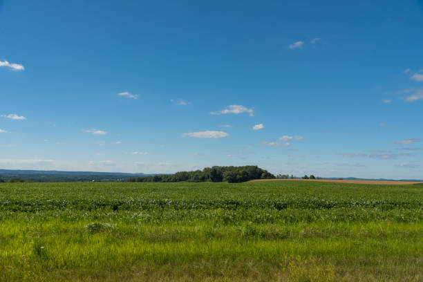 istock View of a field in Illinois country side 829505342