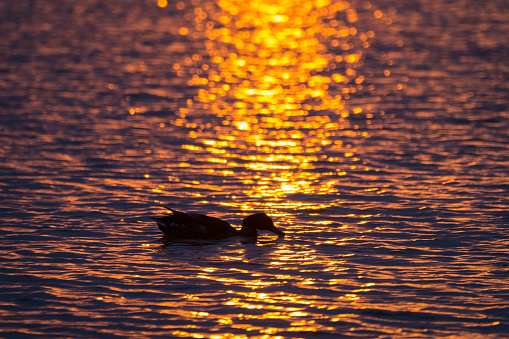 Late evening sunset with a duck