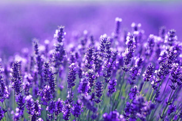 close-up tiro de flores de lavanda - lavender field - fotografias e filmes do acervo