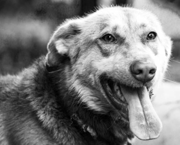 psí jazyk ven, vzrušený pes, pes při pohledu na kameru, psí tvář zblízka fotografie - překonávání protivenství fotky - stock snímky, obrázky a fotky