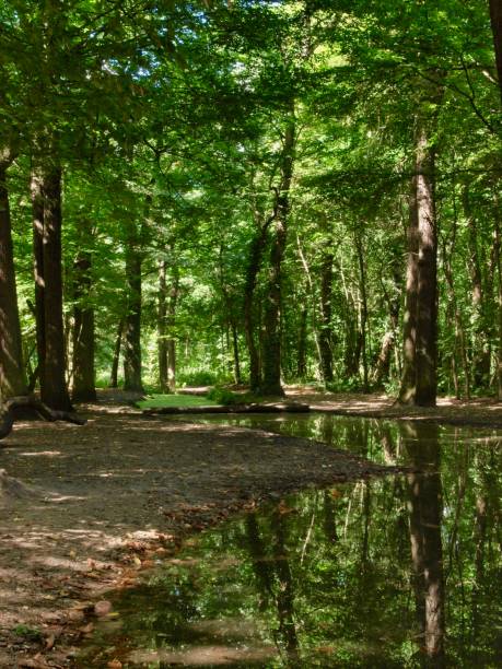 istock Bois de Boulogne/Paris,France 829511002