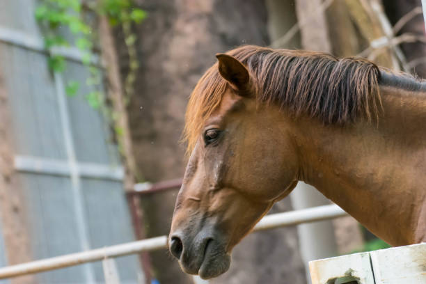 istock Horse horses sick sick Feathers and mane infectious diseases and parasites. 829519530