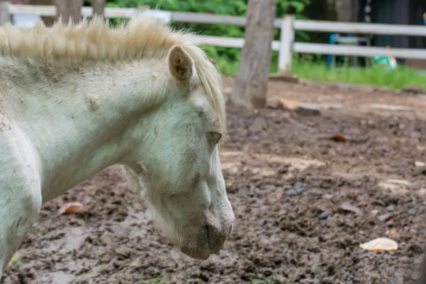Horse horses sick sick Feathers and mane infested diseases, parasitic infections, hunger, neglect, infection in the legs and eyes, standing on wet and dirty surfaces.