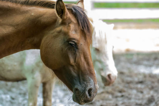 istock Horse horses sick sick Feathers and mane infectious diseases and parasites. 829519578