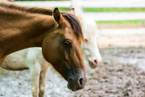 istock Horse horses sick sick Feathers and mane infectious diseases and parasites. 829519600