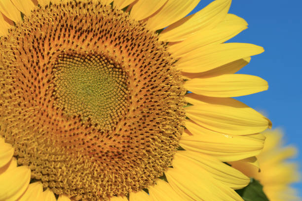 istock Close-up of sunflower 829519838