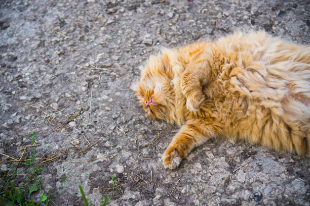 istock red fat cat lies on the ground 829534522