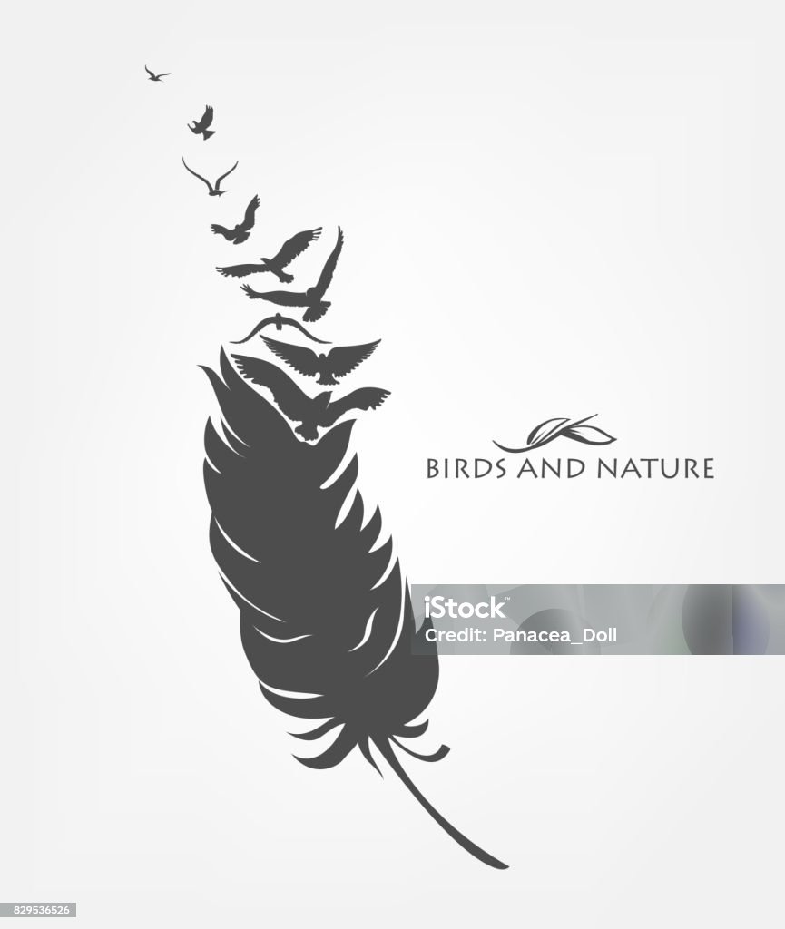 feathers with flying flock of fly birds Feather stock vector