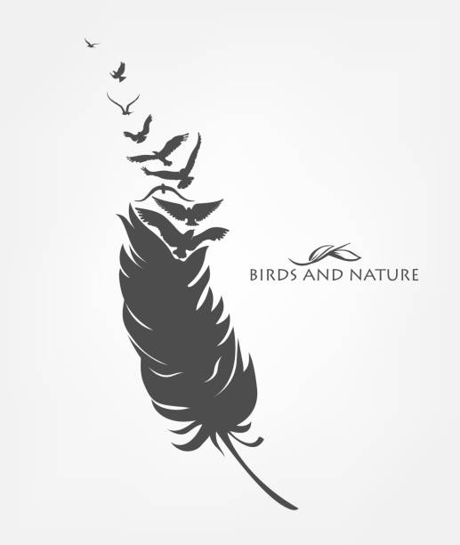 feathers with flying flock of fly birds feathers with flying flock of fly birds raven bird stock illustrations