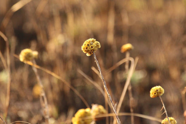 istock Wild flowers in field 829539192