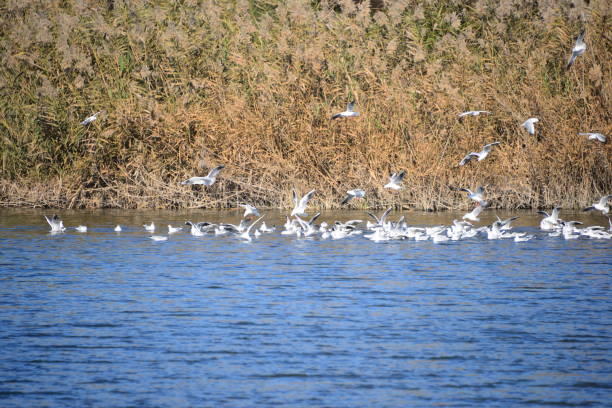 istock Seagulls on the Mediterranean in Spain 829539964