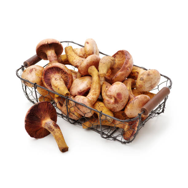 istock Boletus mushrooms on white background 829540578